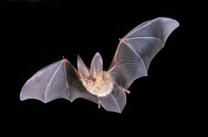 Extreme Heat Wave Leads to Thousands of Bats Dead