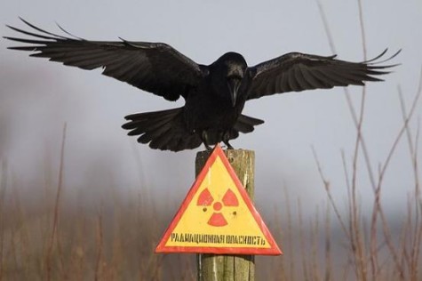 Radioactive Birds?