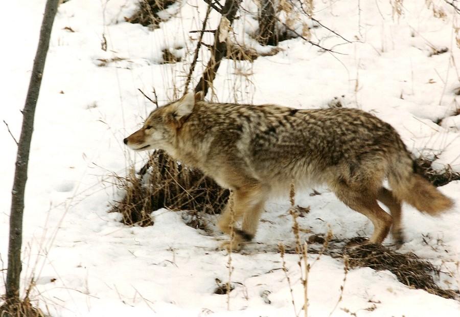 More And More Coyotes Show Up In Westchester