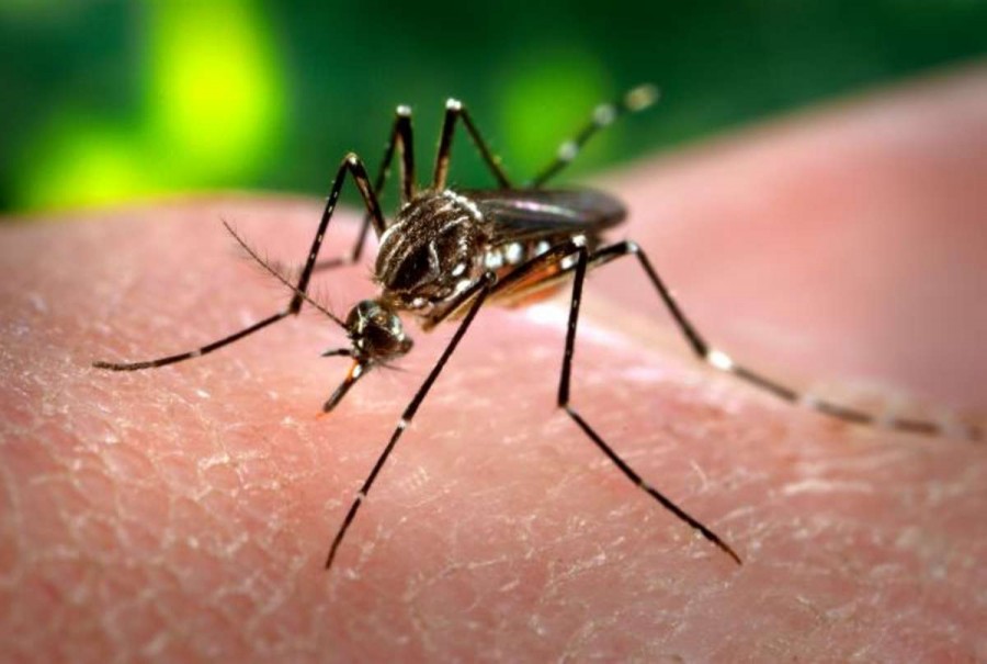 Zika Virus Begins To Become A Global Epidemic