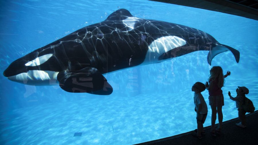 Image from www.qz.com. Used to support an article on www.qz.com on how orcas need a larger habitat to swim in, suggesting the retirement of orcas into the ocean. 