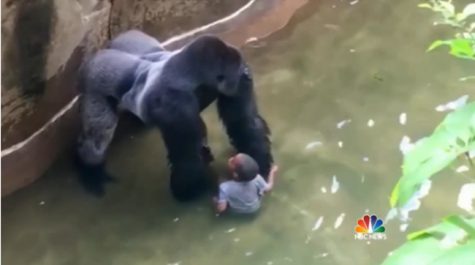 Justice for Harambe