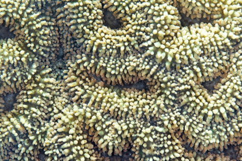 The Great Barrier Reef is Dying, Scientists Say