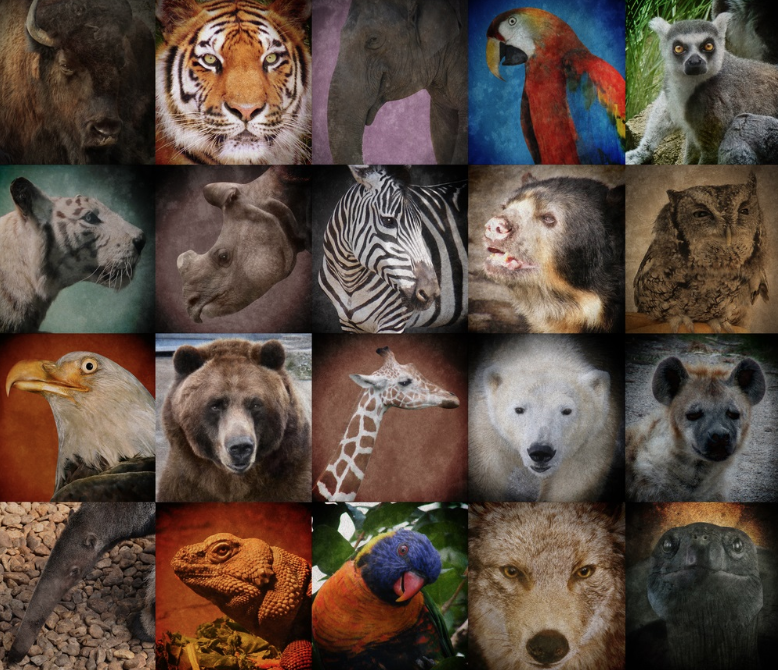 Animal+Extinction%3A+How+We+Can+Help