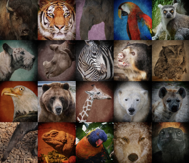 Animal Extinction How We Can Help The Current