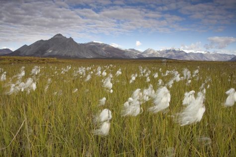 Arctic National Wildlife Refuge by USFWSAlaska is marked with CC PDM 1.0