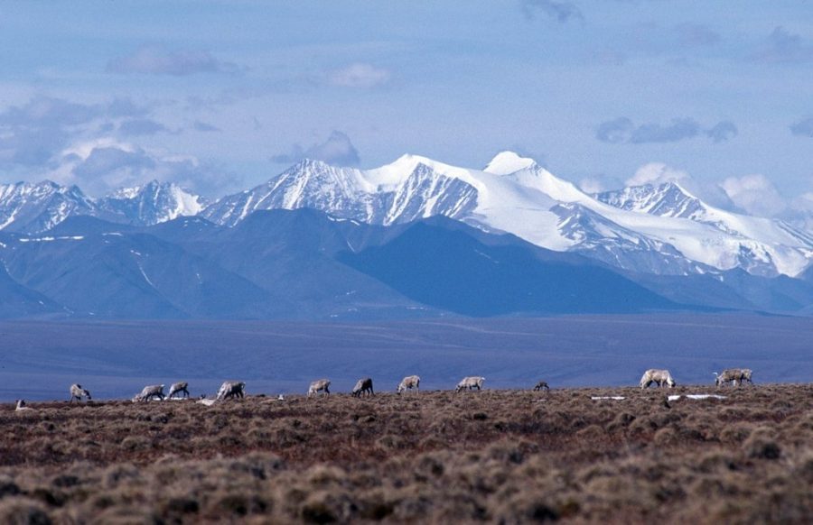 Policy Look Back: Trump Administration Auctions Off Leases For Drilling In Alaska's National Wildlife Refuge